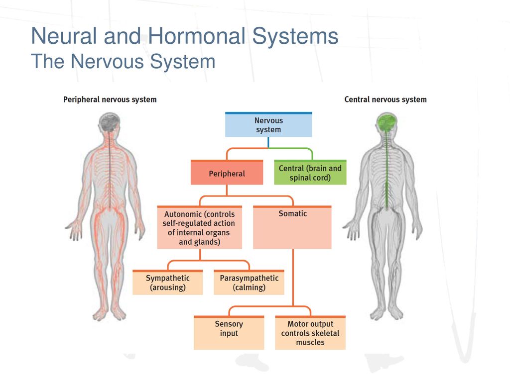 Cetosis nutricional y equilibrio hormonal